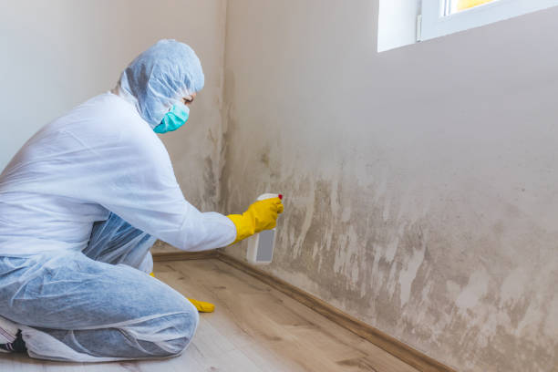 Licensed Basement Mold Remediation service in Purcellville, VA - WQB Mold Removal