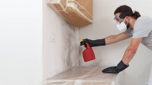 Professional Basement Mold Remediation technician working in Purcellville, VA