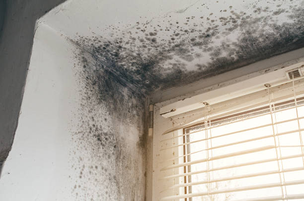 Affordable Basement Mold Remediation solutions in Purcellville, VA