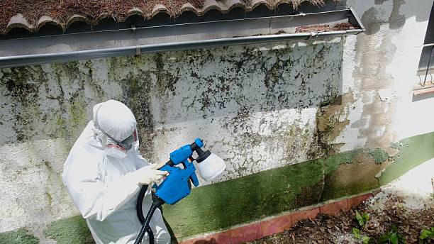 Top rated local Basement Mold Remediation specialists in Purcellville, VA